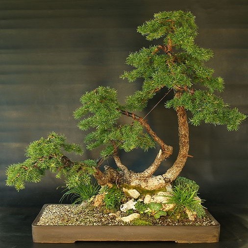 Larix KAEMPFERI или Лиственница Японская (семена)