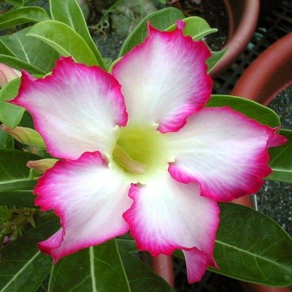 Adenium Obesum Desert Rose KISS STAR (семена)