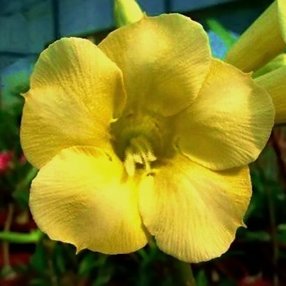 Adenium Obesum Desert Rose YELLOW EARTH (семена)