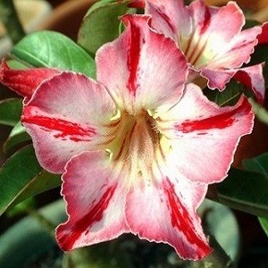 Adenium Obesum Desert Rose GLORY MEDAL (семена)