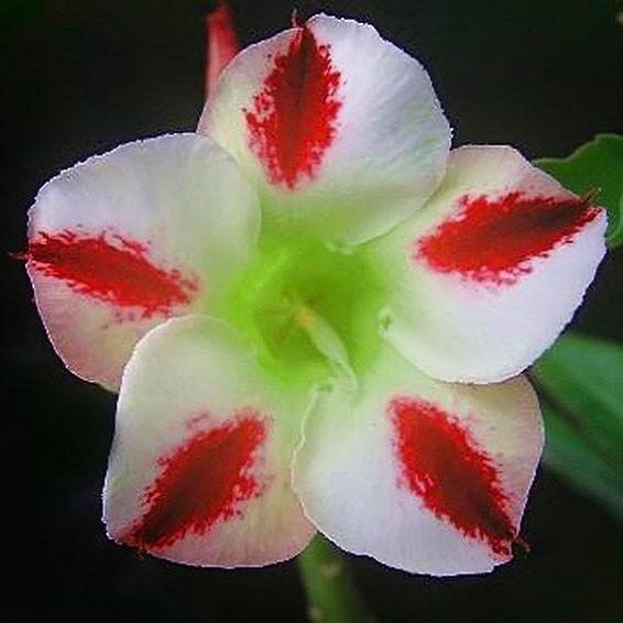 Adenium Obesum Desert Rose PHOENIX (семена)