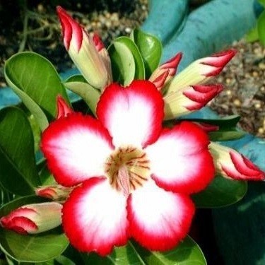 Adenium Obesum Desert Rose ZAFTIG MOON (семена)