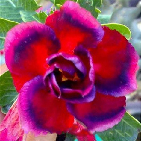 Adenium Obesum Double Flower RED PURPLISH (семена)