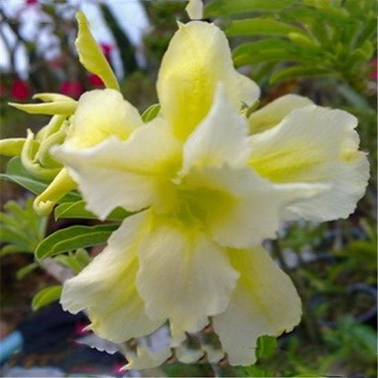 Adenium Obesum Double Flower CITRUS FANTASY (семена)