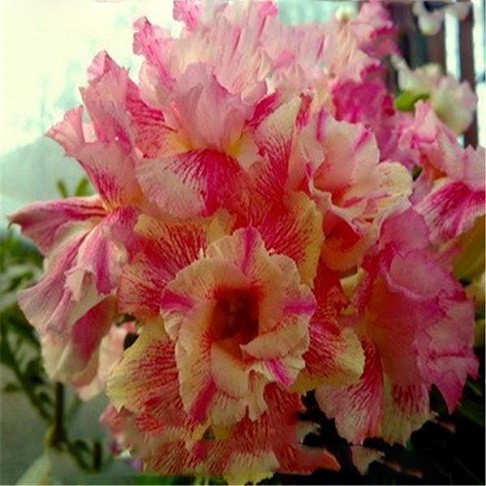 Adenium Obesum Double Flower YELLOW CHIFFON (семена)