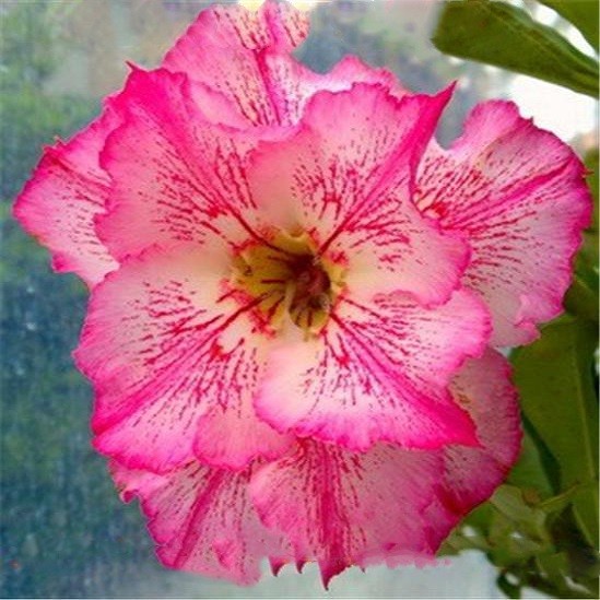 Adenium Obesum Triple Flower NEON (семена)