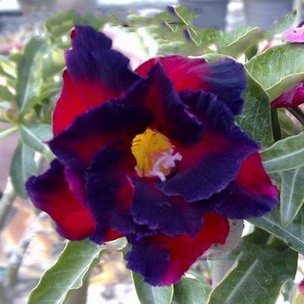 Adenium Obesum Double Flower GARNET (семена)