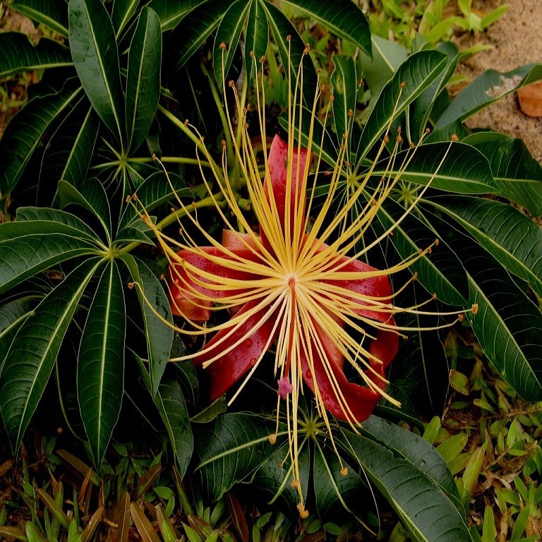 Adansonia MADAGASCARIENSIS или Адансония Мадагаскарская