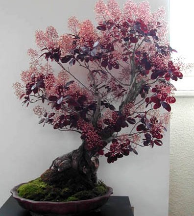 Cotinus COGGYGRIA PURPLE или Скумпия Кожевенная (семена)