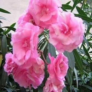 Nerium OLEANDER DOUBLE PINK или Олеандр Розовый Махровый (растение)