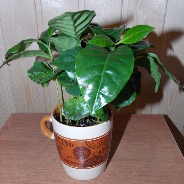 Coffea Arabica NANA или Кофе Арабика (растение)