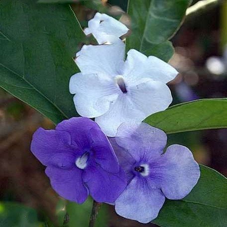 Brunfelsia GRANDIFLORA или Брунфельсия Крупноцветковая (семена)