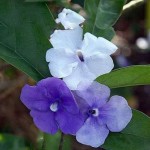 Brunfelsia GRANDIFLORA или Брунфельсия Крупноцветковая (растение)