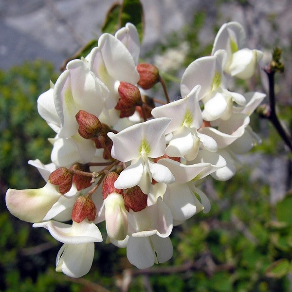 Robinia PSEUDOACACIA или Робиния Псевдоакация (семена)