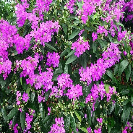 Tibouchina GRANULOSA или Тибучина Зернистая (семена)