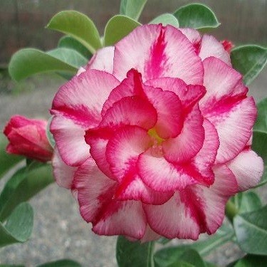 Adenium Obesum Double Flower MOONS (семена)