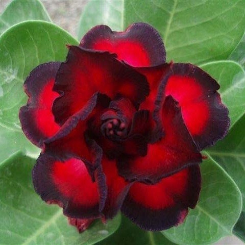 Adenium Obesum Triple Flower Flamenco KO-46 (семена)