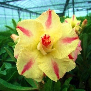 Adenium Obesum Triple Flower Yellow Inspiration KO-01 (семена)