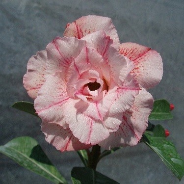 Adenium Obesum Triple Flower KO-05 (семена)