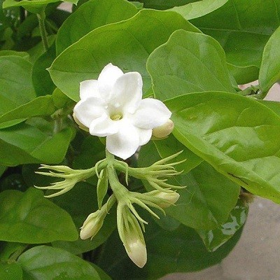 Жасмин Самбак (растение)