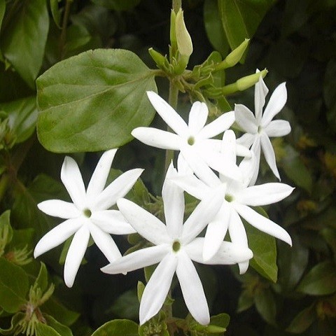 Жасмин Многоцветковый (растение)