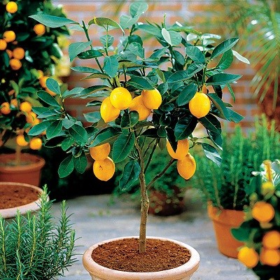Лимон Мейера (растение)