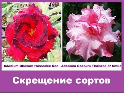 Adenium Obesum Hybrid Hussadee Red & Thailand of Smile