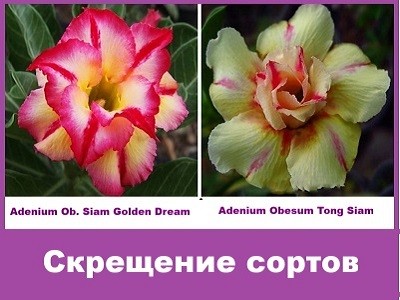 Adenium Obesum Hybrid Siam Golden Dream & Tong Siam