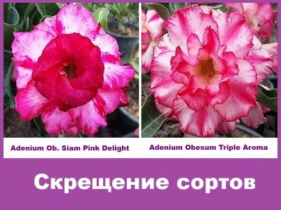 Adenium Obesum Hybrid Siam Pink Delight & Triple Aroma