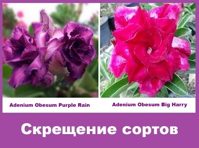 Adenium Obesum Hybrid Purple Rain & Big Harry