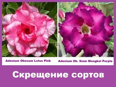 Adenium Obesum Hybrid Lotus Pink & Siam Mongkol Purple