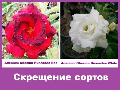 Adenium Obesum Hybrid Hussadee Red & Hussadee White