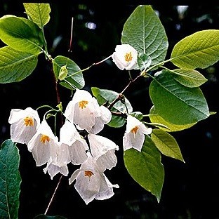 Halesia CAROLINA или Ландышевое Дерево (семена)