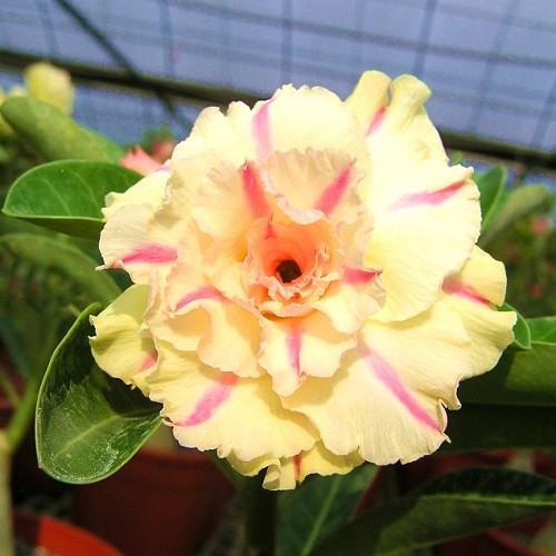 Adenium Obesum Triple Flower KO-57 (семена)