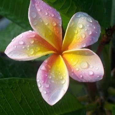 Plumeria IMPERIAL CROWN (семена)