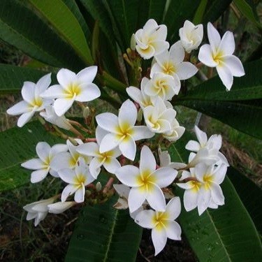 Plumeria HALEEVA WHITE (семена)