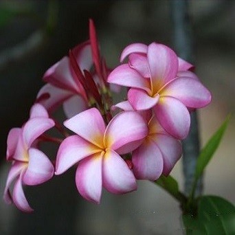 Plumeria SWEET NOOR (семена)