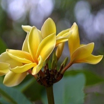 Plumeria SUNSHINE 