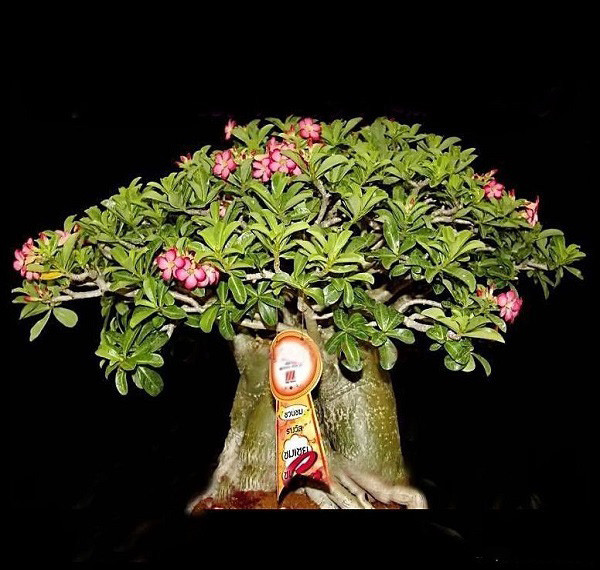 Adenium Thai Socotranum GOLDEN BELL (семена)