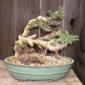 Pelargonium CARNOSUM или Пеларгония Бутылочная (семена)