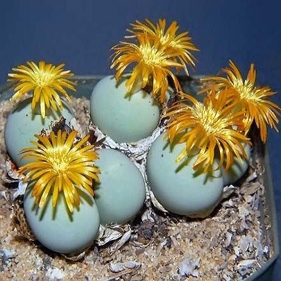 Conophytum CALCULUS или Конофитум Калкулус