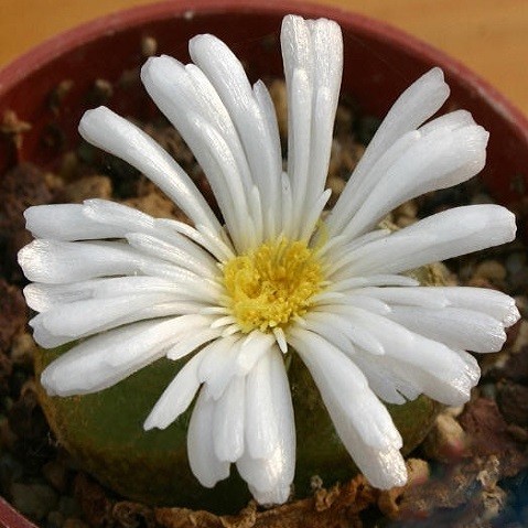 Ophthalmophyllum TRIEBNERI или Офтальмофиллум Требнера (семена)