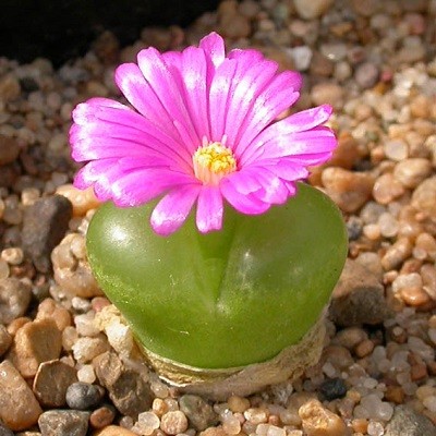 Ophthalmophyllum PRAESECTUM или Офтальмофиллум Презектум (семена)