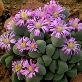 Gibbaeum DISPAR или Гиббеум Диспар (семена)