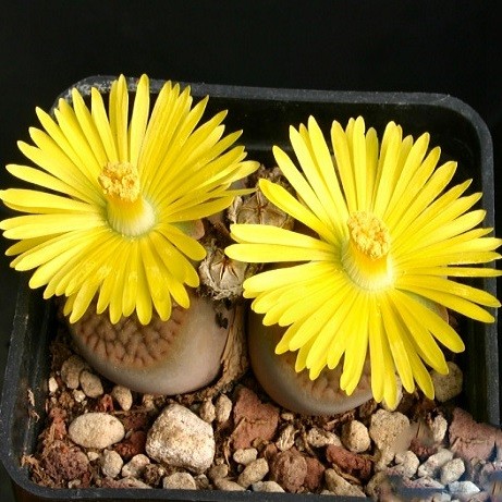 Lithops HOOKERI или Литопс Хукера (семена)