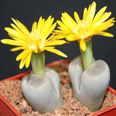 Lithops DINTERI или Литопс Динтера (семена)