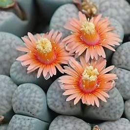 Lithops VERRUCULOSA или Литопс Бородавчатый (семена)