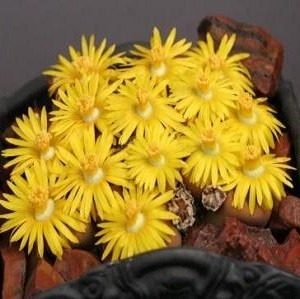 Lithops SCHWANTESII или Литопс Швантеса (семена)