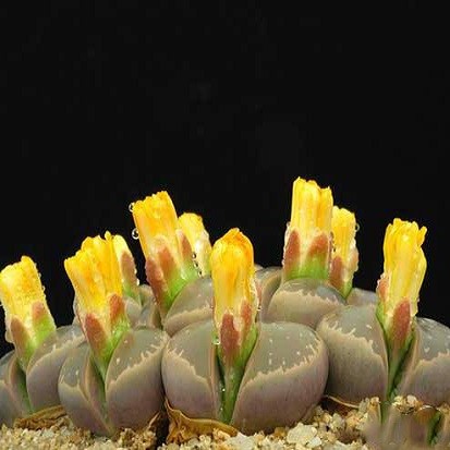 Lithops OLIVACEA или Литопс Оливковый (семена)