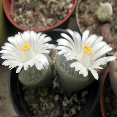 Lithops MARMORATA или Литопс Мраморный (семена)